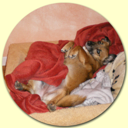 �bersetzung f�r den Hund