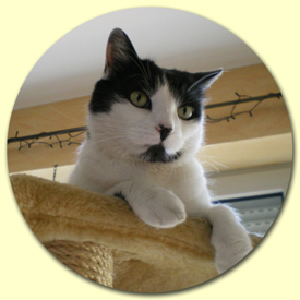 Die Ernährung der Katze